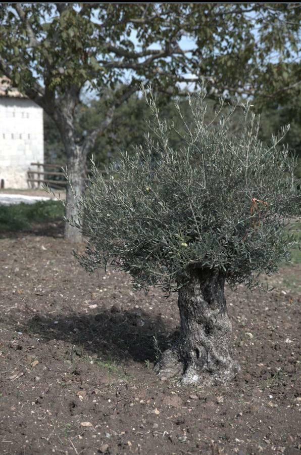 Nusco Agriturismo Il Parco מראה חיצוני תמונה